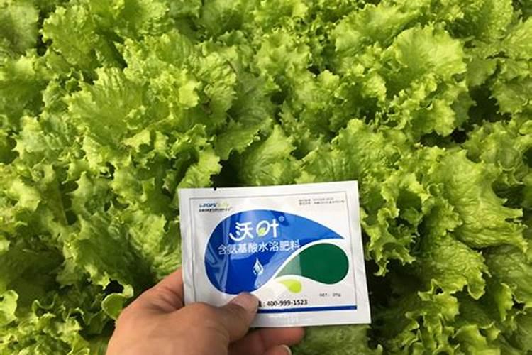 生菜追肥用什么肥料见效快(种生菜用什么肥料冲施最好)