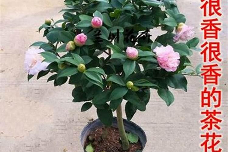 香妃茶花是四季开花吗 香妃茶花的养护方法