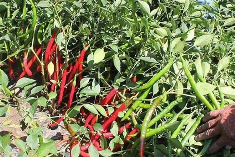 种植辣椒施什么肥好