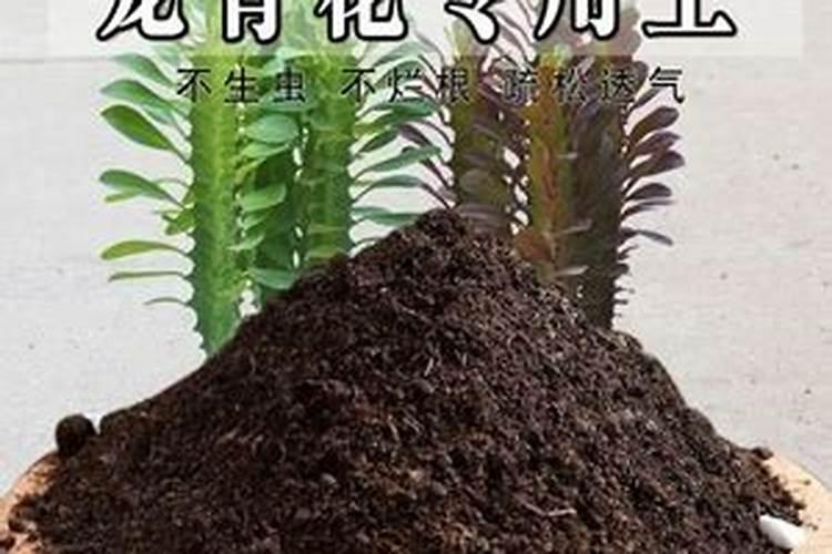 龙骨施肥方法和注意事项 龙骨花的施肥方法以及注意事项
