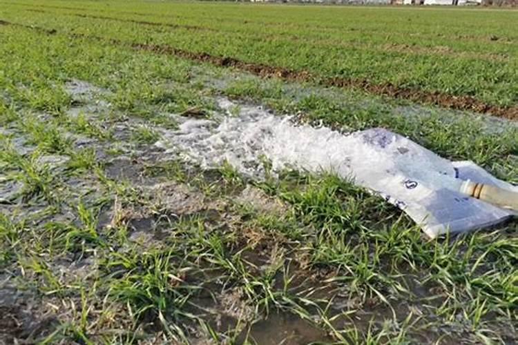 春节前未出苗的小麦现在是否还能施肥吗？