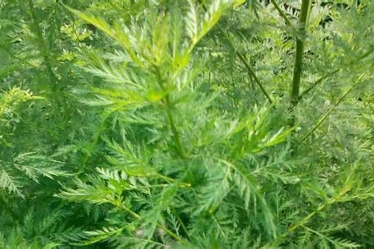 大青枣膨果期喷氨基酸水溶肥可以吗