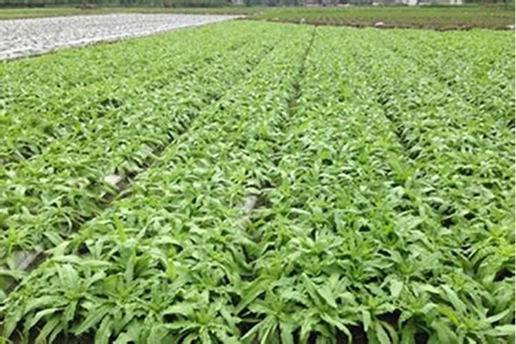 哪些因素影响肥料吸收