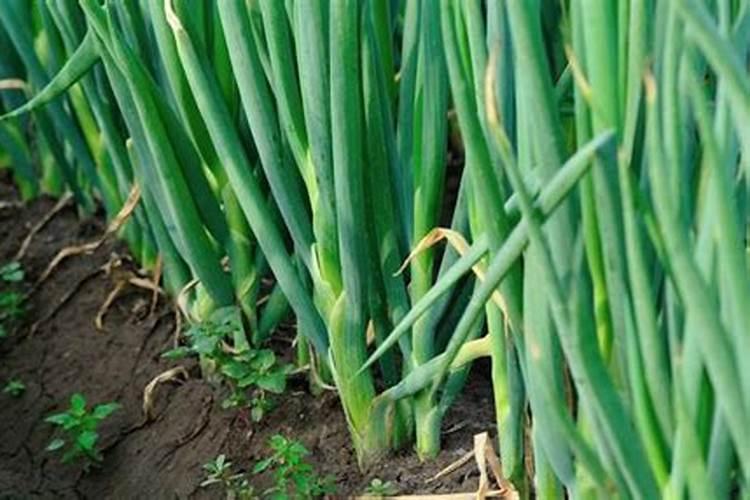 兆育102高温天旱怎么也得穗腐病？