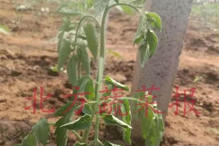 番茄苗因干旱长势弱怎么补救