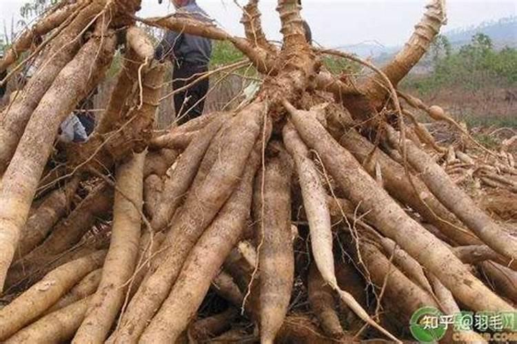 早上好!请问专家木薯如何施肥管理？