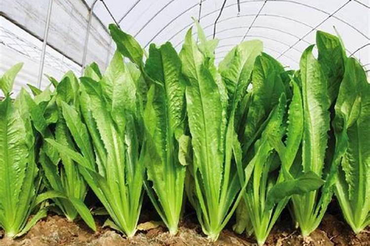 芸苔内酯适合打什么蔬菜