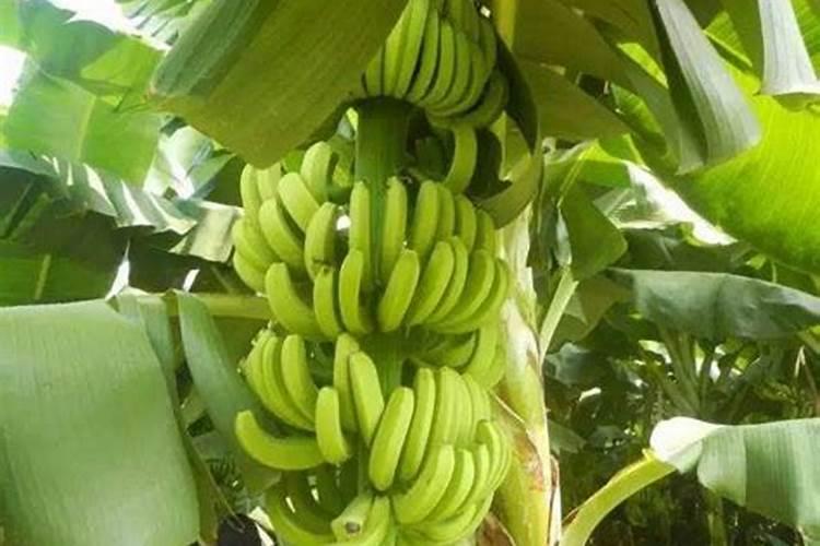 香蕉用什么肥料好