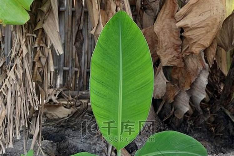 香蕉用什么肥料好