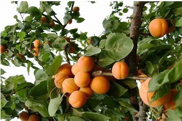 移植杏树需要注意什么