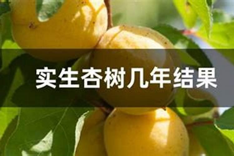 杏树移栽的注意事项