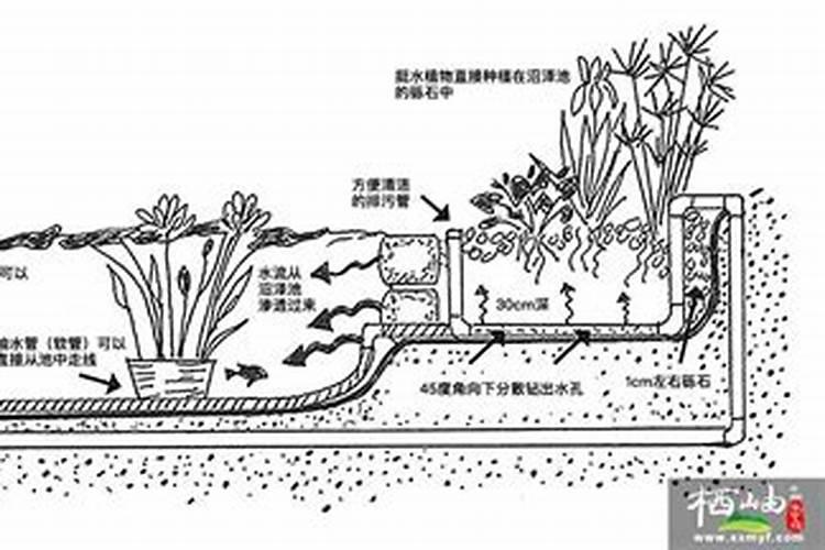 【菖蒲】的功效与作用