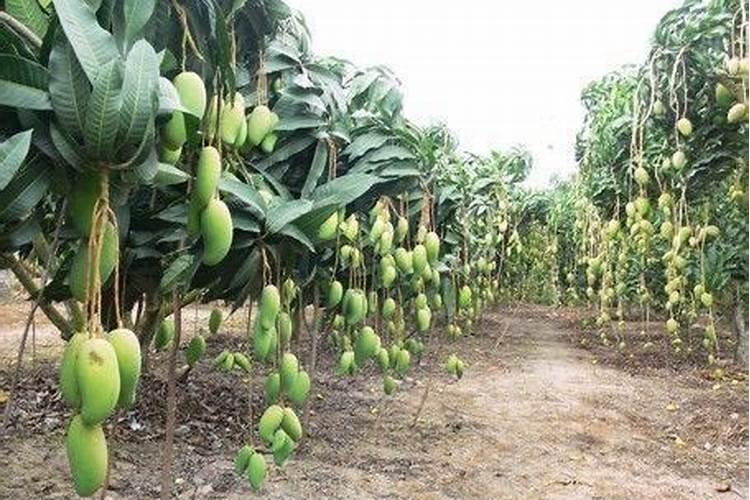 高产芒果需要掌握什么种植技巧 芒果施肥方法介绍