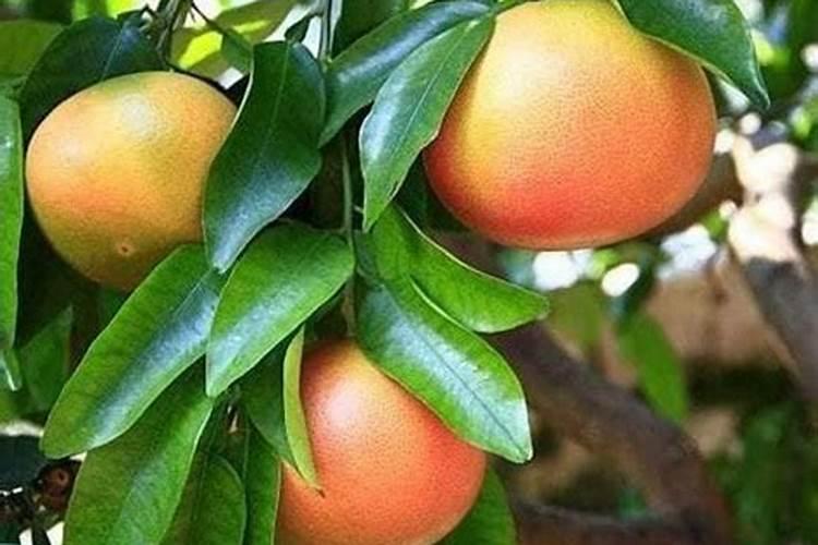 种植芦笋应该如何施肥？芦笋施肥技术!