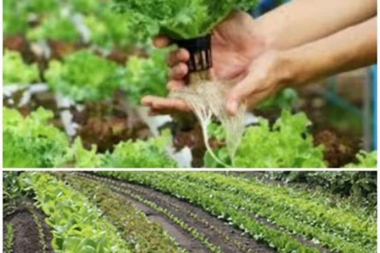 氯化钾肥料能用在什么植物上