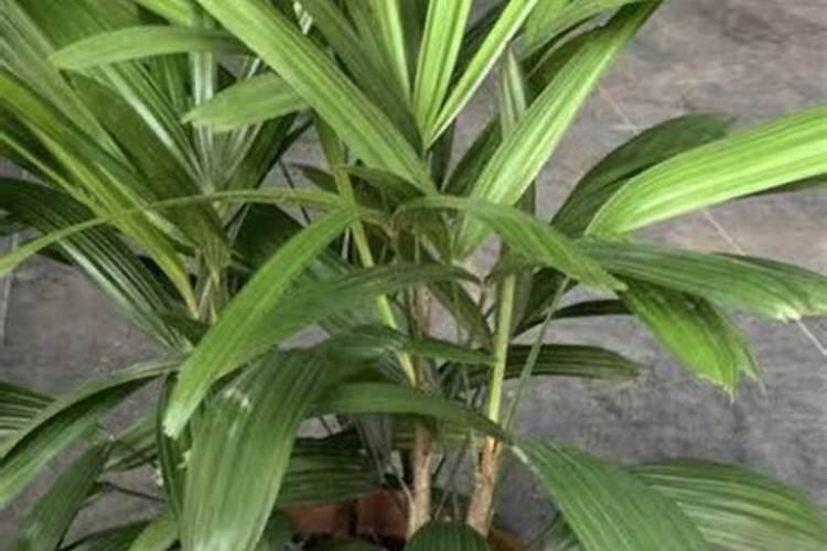 棕竹怎样保持叶片青翠？