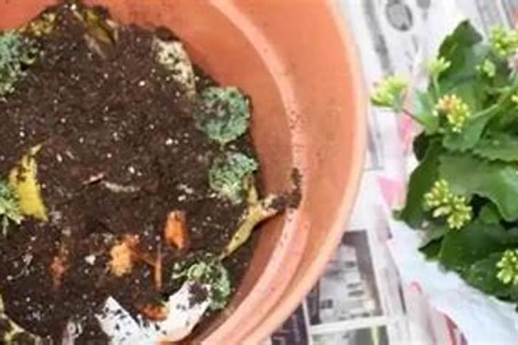 自制水溶肥一览表