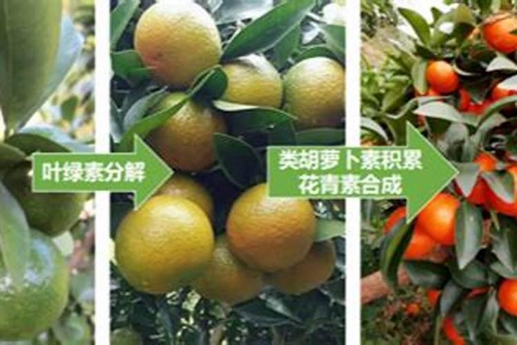 鱼蛋白肥料的使用技巧