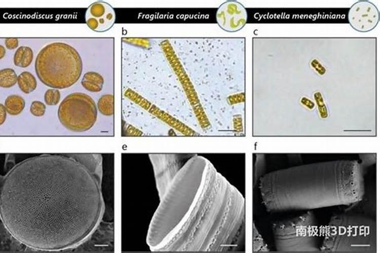 南美白对虾养殖水体的15项指标是什么？