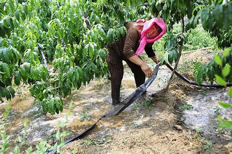 水溶肥每株苹果施多少斤