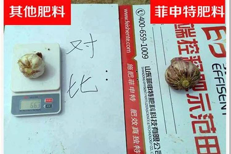 种大蒜上什么肥料最好