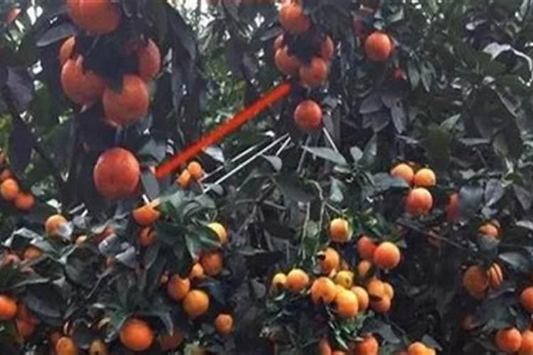 在山东如何种植荔浦芋头呢