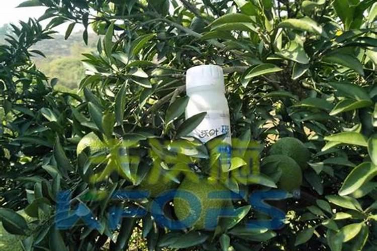 柑橘开花的时候该选用什么肥料