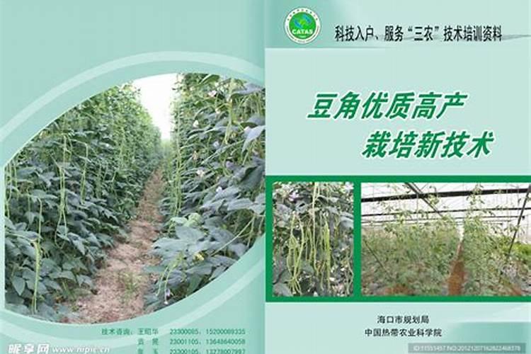 豆角想要高产怎么施肥