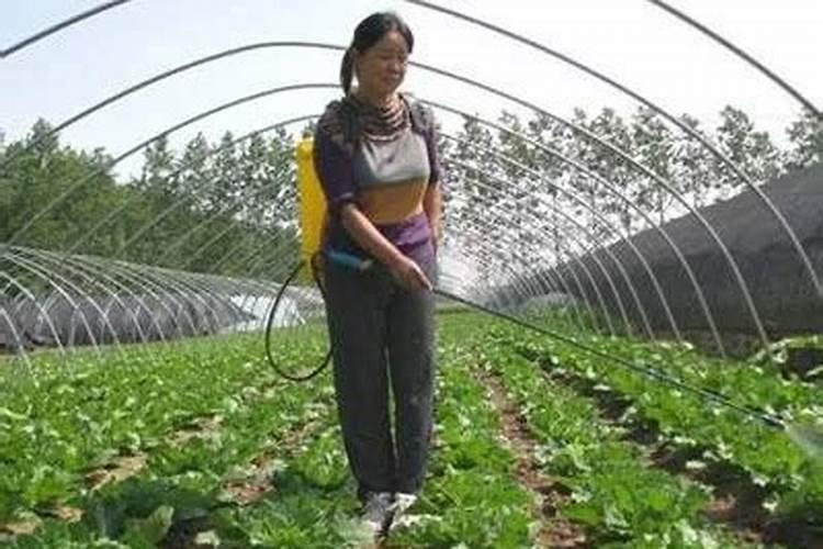 尿素可以喷施叶面肥吗