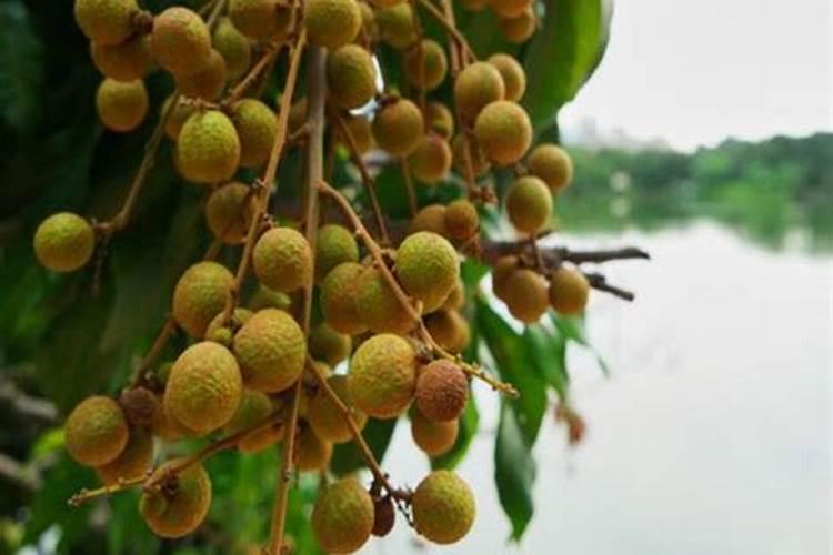 龙眼花期怎么管理 如何管理龙眼花期