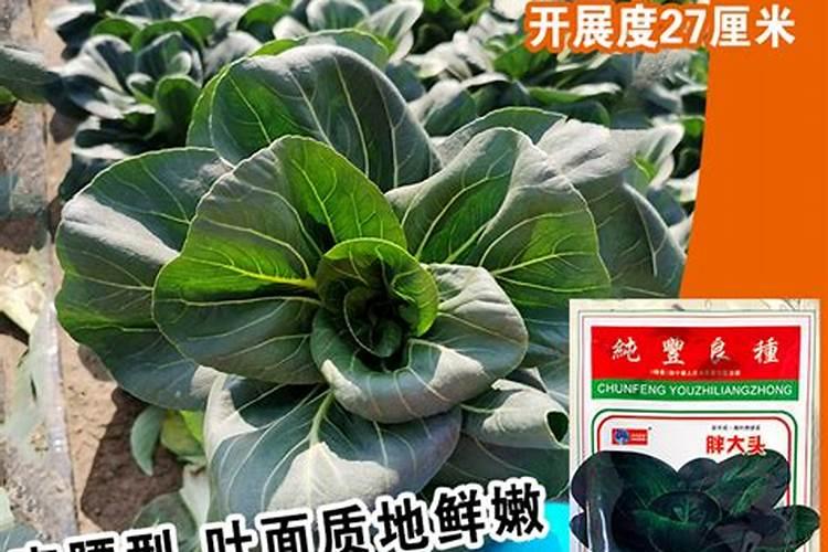 什么时候给香蕉施肥最好