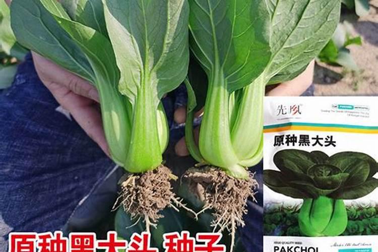 水稻不受粉是什么病？