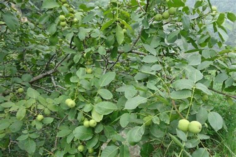 核桃树用什么肥料最好