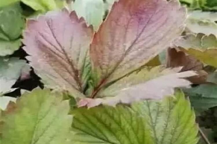花卉缺肥的几种表现