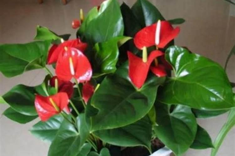 夏天室内的花多久浇水一次好？