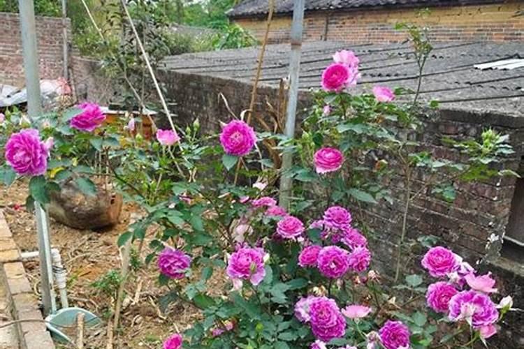 杜鹃花多久浇一次水