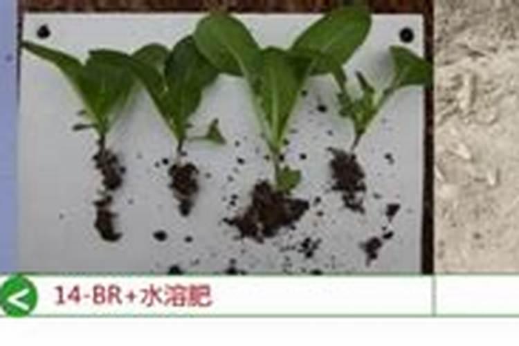 芸苔素对僵苗辣椒有作用点