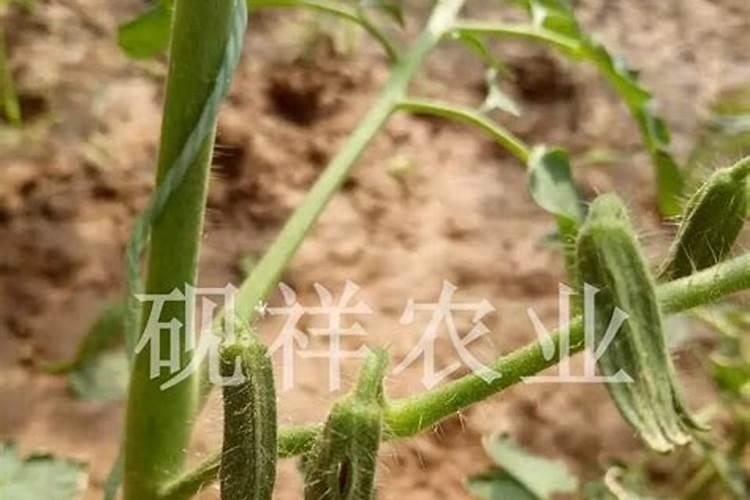 西红柿大水漫灌后发生缺养怎么办？