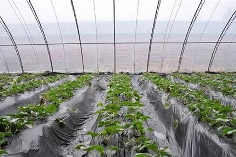 草莓用什么肥料最好可增产
