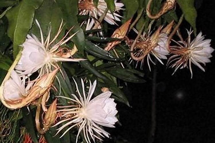 昙花施肥用什么肥料,长花蕾的时候可以施肥吗