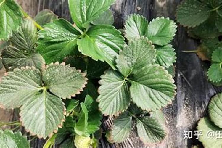 芝麻当花肥料怎么处理  草莓肥料烧苗补救办法