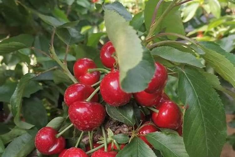 家庭天然硼肥有哪些