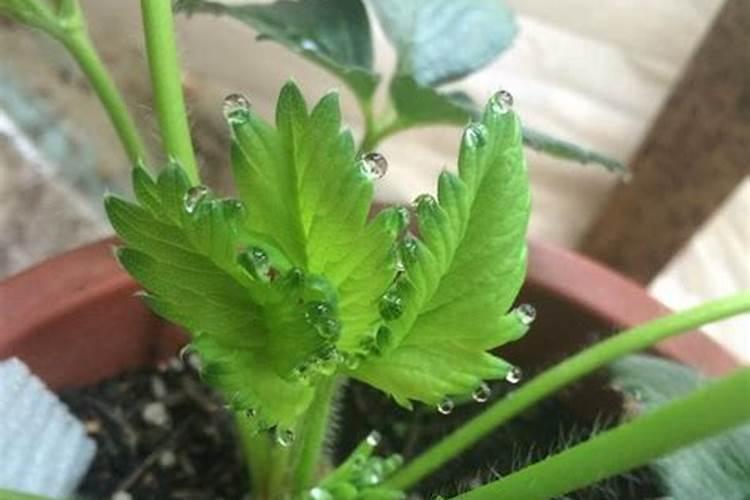 草莓施肥的方法