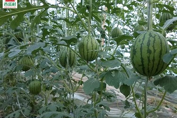 在对西瓜进行叶面施肥时,有哪些问题是需要注意的？