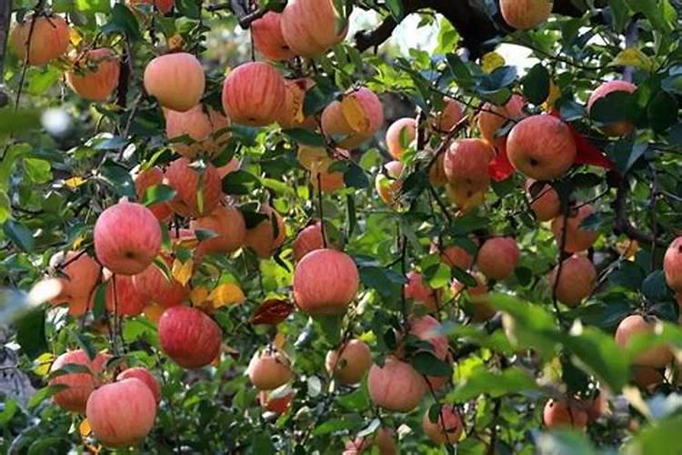 芹菜后期冲什么肥料好