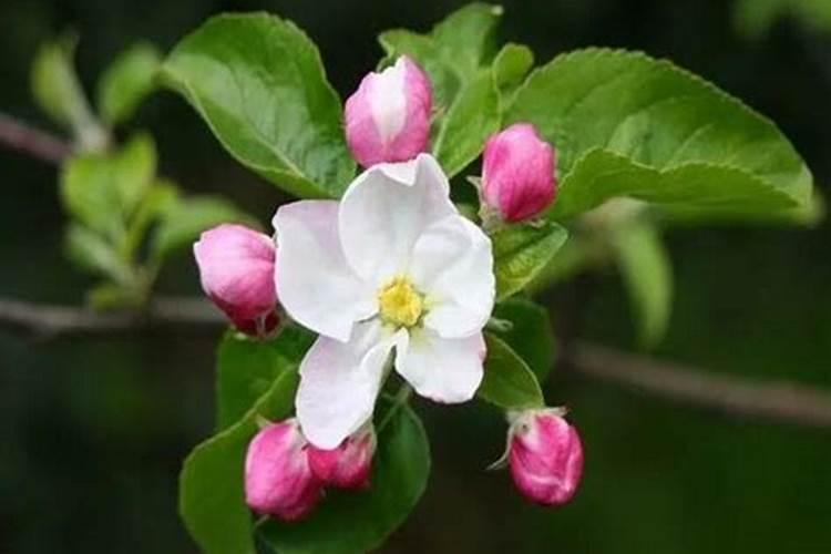 苹果树开花时能浇水吗