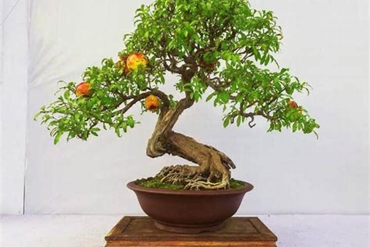 苹果树花期可以浇水吗