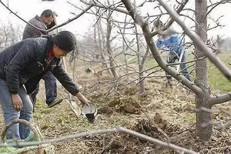 果树叶面肥用什么较好？