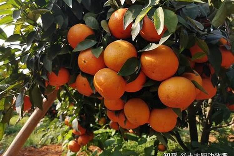 桃子什么时候是膨大期