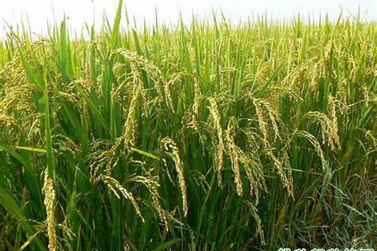 水稻氮肥过多如何补救 附症状